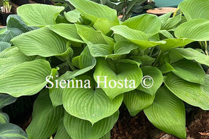 Hosta 'Sum and Substance'