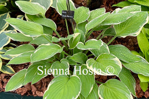 Hosta 'Hasta Manana'