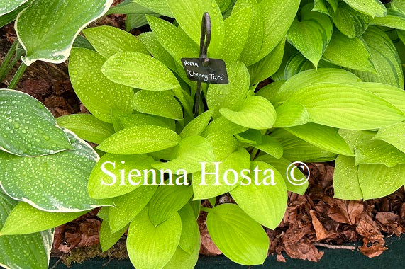 Hosta 'Cherry Tart'