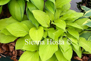 Hosta 'Fire Island'