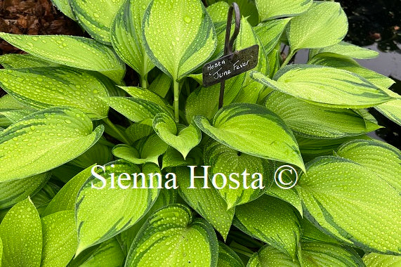 Hosta 'June Fever'