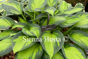 Hosta 'Justine'