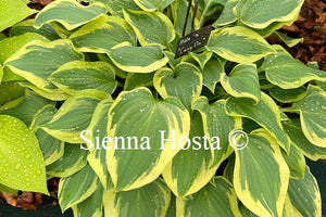 Hosta 'Carry On'