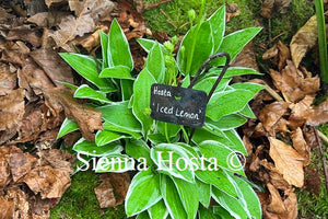 Hosta 'Iced Lemon'