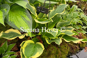 Hosta 'So Sweet'