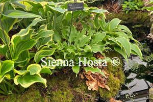 Hosta 'Frosted Raspberry'