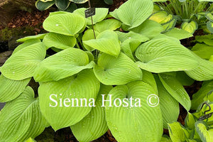 Hosta 'Fat Cat'