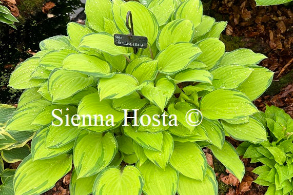 Hosta 'Paradise Island'