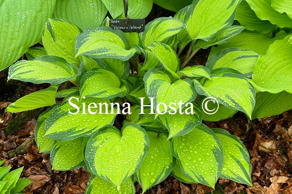 Hosta 'Volcano Island'