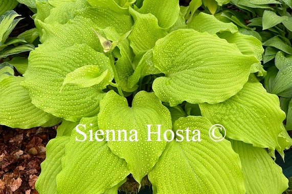 Hosta 'Dancing Queen'