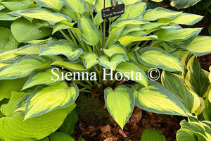 Hosta 'Orange Marmalade'