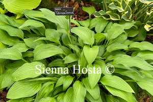 Hosta 'Chinese Sunrise'