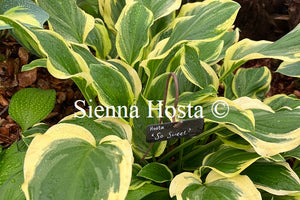 Hosta 'So Sweet'