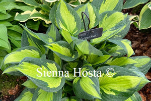 Hosta 'Colored Hulk'