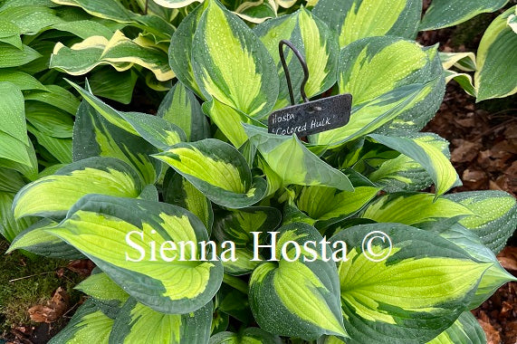 Hosta 'Colored Hulk'