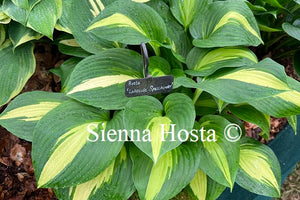 Hosta 'Lakeside Spellbinder'