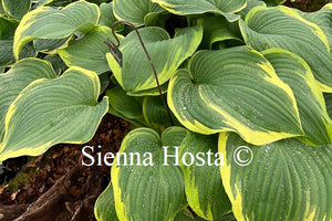 Hosta 'Light Ray'