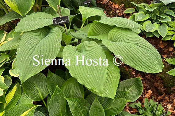 Hosta 'Niagara Falls'