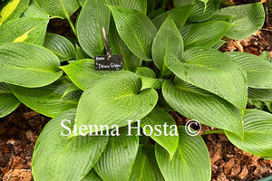 Hosta 'Devon Green'