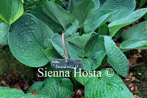 Hosta 'Stimulation'