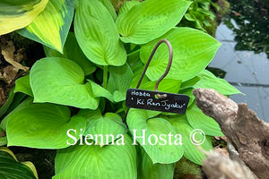 Hosta 'Ki Ren Jyaku'