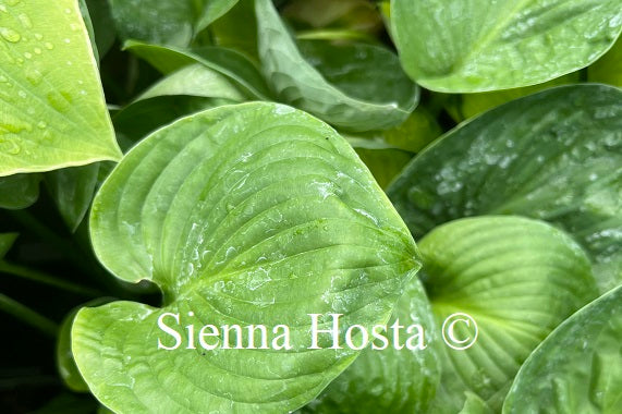 Hosta 'Java'