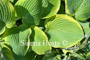 Hosta 'Pin Up Girl'