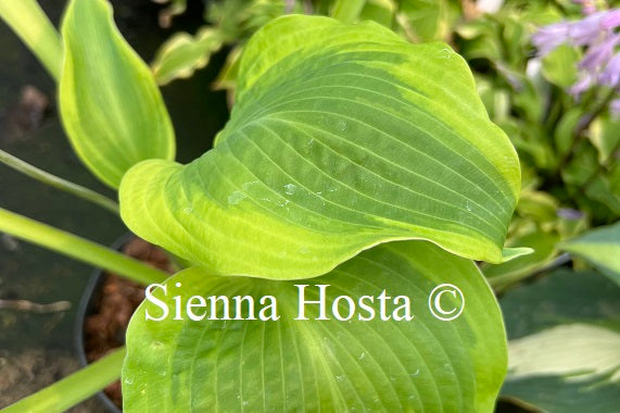 Hosta 'Twin Cities'