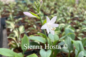 Hosta Fragrant Blue