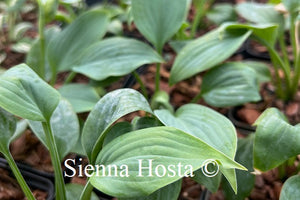 Hosta 'Fragrant Blue'