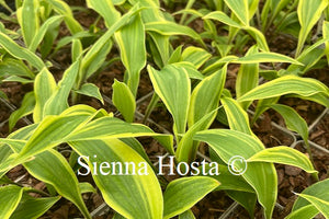 Hosta 'Lipstick Blush'