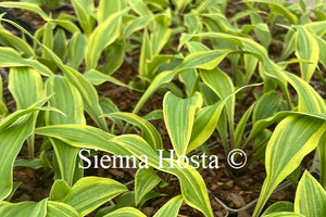 Hosta 'Lipstick Blush'