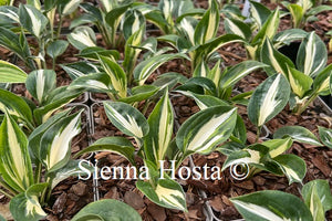 Hosta 'Sting'