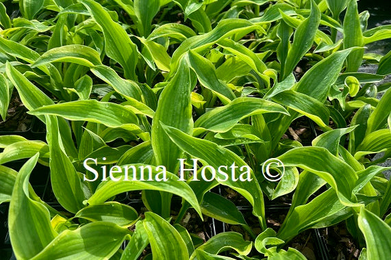 Hosta Atlantis