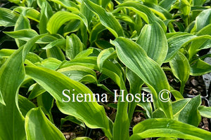 Hosta 'Atlantis'