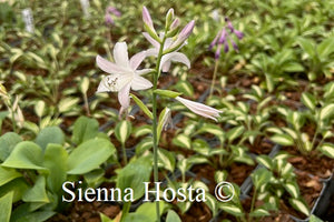 Hosta 'Fragrant Blue'