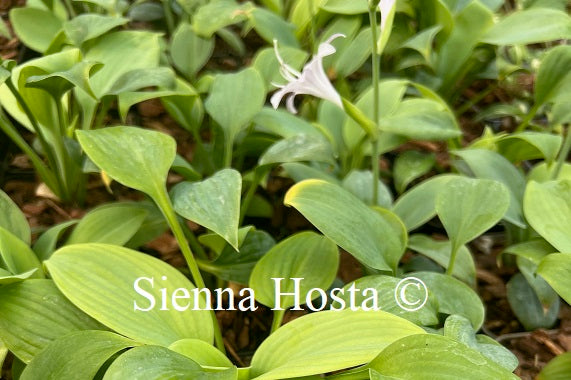 Hosta 'Fragrant Blue'