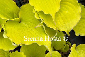 Hosta Jessica Alba