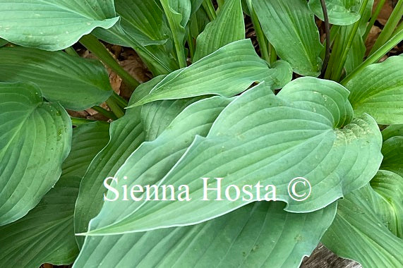 Hosta 'Sahara Nights'