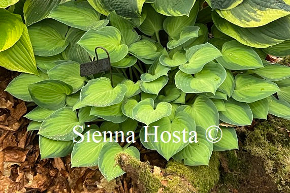 Hosta 'Sweet Home Chicago'