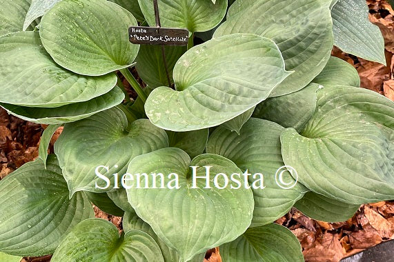 Hosta 'Pete's Dark Satellite'