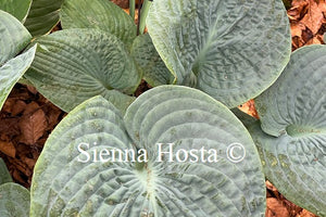 Hosta 'Will of Fortune'