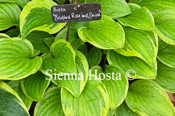 Hosta Bedford Rise and Shine