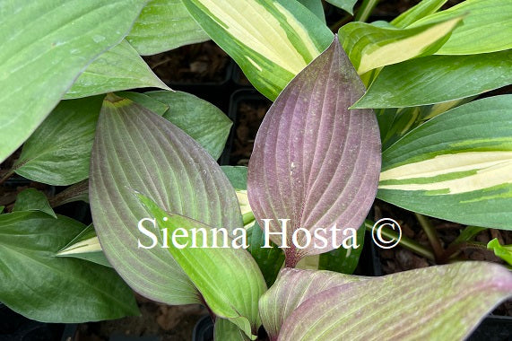 Red Leaf Hosta First Blush