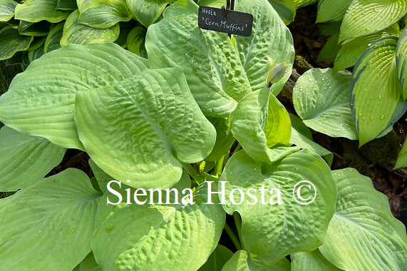 Hosta 'Double D Cup' - Sienna Hosta