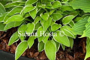 Hosta 'Iced Lemon'