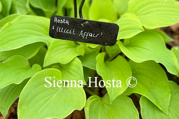 Hosta 'Ilicit Affair'