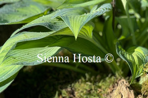 Hosta 'June'