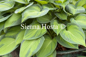 Hosta 'June'