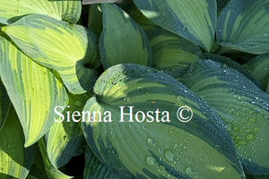 Hosta 'June'